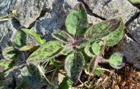 Attēlu rezultāti vaicājumam “Hypochaeris maculata leaf”