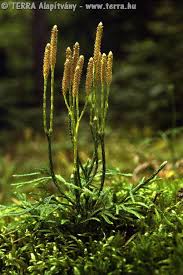 Attēlu rezultāti vaicājumam “Diphasium complanatum”