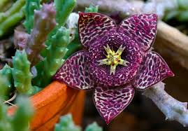 Attēlu rezultāti vaicājumam “Asclepiadaceae”