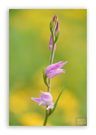 Attēlu rezultāti vaicājumam “Cephalanthera rubra bud”