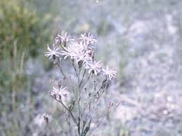 Attēlu rezultāti vaicājumam “Lactuca tatarica bud”