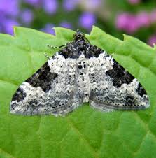 Attēlu rezultāti vaicājumam “Xanthorhoe fluctuata”