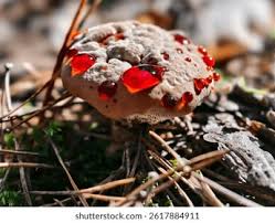 Attēlu rezultāti vaicājumam “Hydnellum sp.”