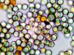 Attēlu rezultāti vaicājumam “Lindbladia tubulina macro”