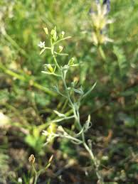 Attēlu rezultāti vaicājumam “Thesium ebracteatum”