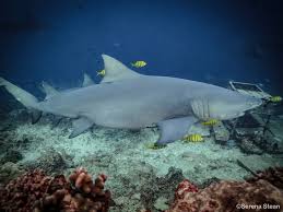 Image result for Negaprion acutidens