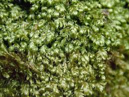 Attēlu rezultāti vaicājumam “Antitrichia curtipendula macro”