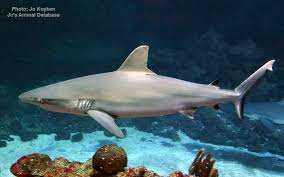 Image result for Carcharhinus isodon