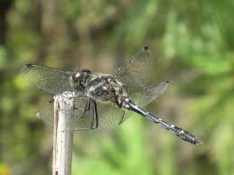 Attēlu rezultāti vaicājumam “Sympetrum”