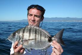 Image result for Diplodus sargus