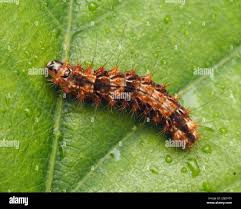 Attēlu rezultāti vaicājumam “Nola confusalis”