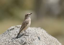 Image result for Oenanthe pleschanka