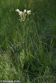 Image result for Filipendula vulgaris
