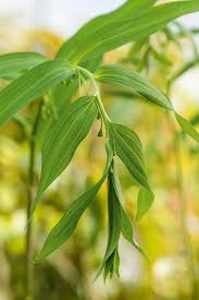 Attēlu rezultāti vaicājumam “Polygonatum verticillatum”