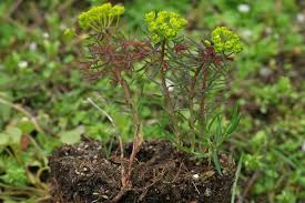 Attēlu rezultāti vaicājumam “Euphorbia cyparissias”