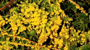 Attēlu rezultāti vaicājumam “Physarum obscurum sessile”