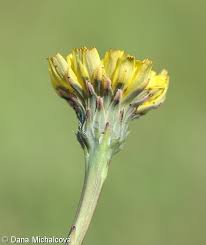 Attēlu rezultāti vaicājumam “Hypochaeris radicata bud”