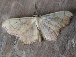 Attēlu rezultāti vaicājumam “Idaea emarginata”