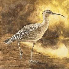 Image result for Numenius borealis