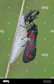 Attēlu rezultāti vaicājumam “Zygaena cocoon”