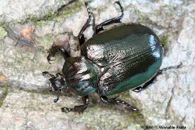 Attēlu rezultāti vaicājumam “Osmoderma barnabita”