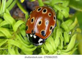 Attēlu rezultāti vaicājumam “Anatis ocellata”