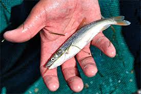 Image result for Ptychocheilus grandis