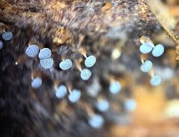 Attēlu rezultāti vaicājumam “Diachea muscorum”