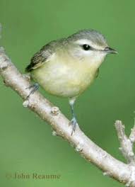 Image result for Vireo philadelphicus