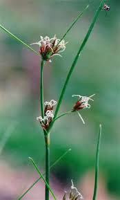 Attēlu rezultāti vaicājumam “Schoenus ferrugineus flower”