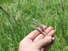 Attēlu rezultāti vaicājumam “Alopecurus pratensis fruit”