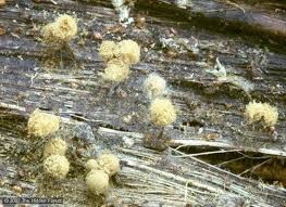 Attēlu rezultāti vaicājumam “Heterotrichia pomiformis (syn. Arcyria pomiformis)”