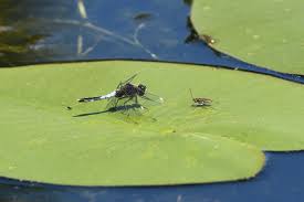 Attēlu rezultāti vaicājumam “Leucorrhinia caudalis”