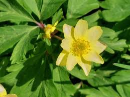 Attēlu rezultāti vaicājumam “Anemone x lipsiensis leaf”
