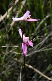 Attēlu rezultāti vaicājumam “Diachea sp.”