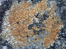 Attēlu rezultāti vaicājumam “Porpidia macrocarpa”