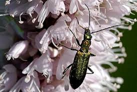 Attēlu rezultāti vaicājumam “Chrysanthia viridissima”