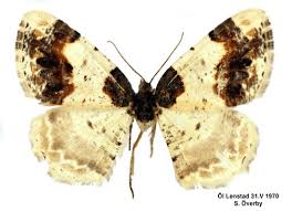 Attēlu rezultāti vaicājumam “Ligdia adustata”