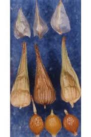 Attēlu rezultāti vaicājumam “Carex hirta fruit”