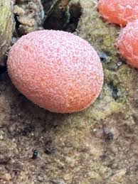 Attēlu rezultāti vaicājumam “Lycogala cf. oleocrystalliferum spores”