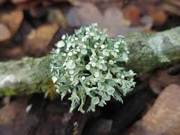 Attēlu rezultāti vaicājumam “Ramalina fastigiata”
