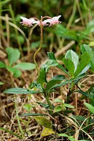 Attēlu rezultāti vaicājumam “Chimaphila umbellata flower”