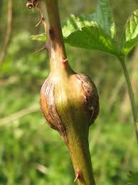 Attēlu rezultāti vaicājumam “Lasioptera rubi”