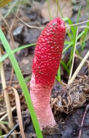 Attēlu rezultāti vaicājumam “Mutinus ravenelii”