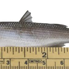 Image result for Liza ramada