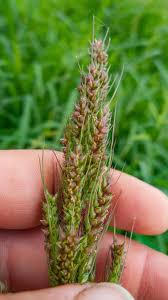 Attēlu rezultāti vaicājumam “Echinochloa crus-galli”