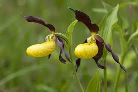 Attēlu rezultāti vaicājumam “Cypripedium calceolus flower”