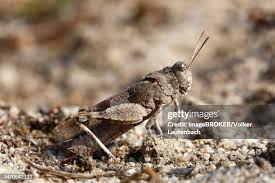 Attēlu rezultāti vaicājumam “Oedipoda caerulescens”