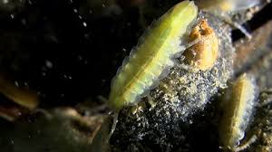 Attēlu rezultāti vaicājumam “Limnephilus larva”