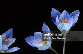 Attēlu rezultāti vaicājumam “Crocus speciosus”